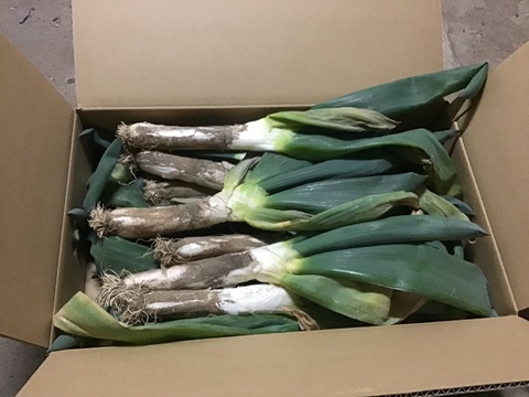 《L~3Lミックス,10~14本》下仁田町産 下仁田ねぎ 極上の甘みととろける食感！（贈答用/ご家庭用）【冬ギフト】