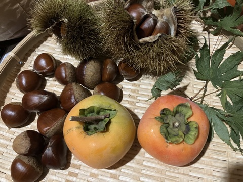 徳用！希少！自然栽培干し柿用枝無し渋柿9kg （45〜60個前後予定）