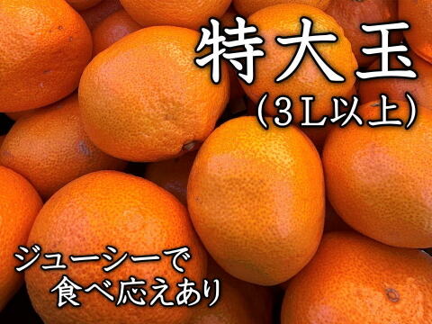 コスパ最強！ジューシ―な大玉！一般的な大玉みかんより袋が薄く、味が濃い！甘くて美味しいみかんを食べたい方にオススメ！二段熟成の完熟みかん「熟成味柑」　特大玉サイズ　秀品　５ｋｇ【184】