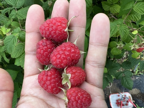 【食べ比べセット】冷凍ブルーベリー＆ラズベリー　900g