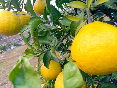 【家庭用】きんかん1kgはるか2.5kg