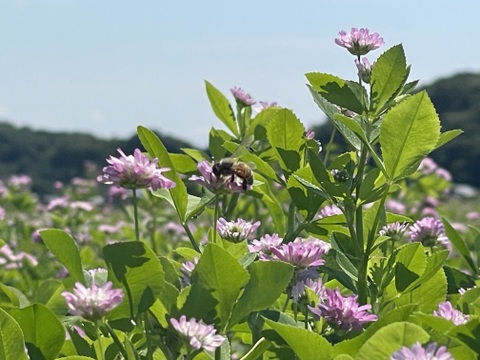 🔵予約販売🔵令和6年産 新米　化学肥料不使用‼️クローバーで育てた幻の米🍀朝日米【極　2.1mm】「特別栽培米」おひさまのかけら（精米後約9kg）　12月13日から発送