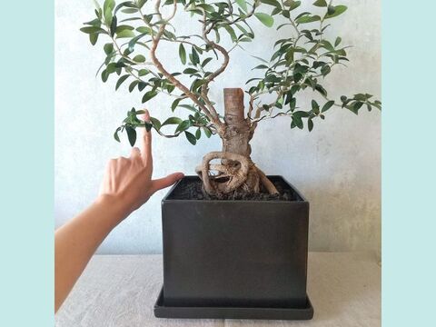 【ギフトにも◎】南アルプスのオリーブ盆栽　エルグレコ  (PS222)