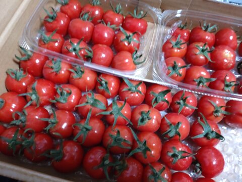 野菜の宝石！【プチぷよとまと】（850g×2箱）1,7キロ