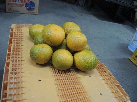 ★和歌山★【春の柑橘】スイートスプリング 5kg