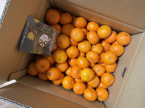 極上小玉みかん10kg