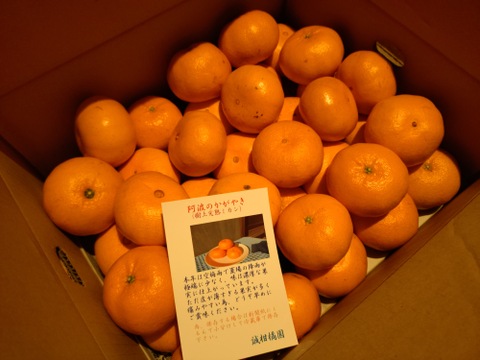 樹上完熟阿波のかがやき　(西南のひかり）販売開始！！。