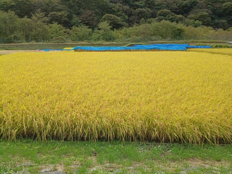 令和８年産　長野県富士見町蔦木産コシヒカリ　１０ｋｇ