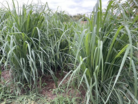 1kg2,000円👨‍🌾👩‍🌾旬！採れたて！新鮮！自然栽培！レモングラス
