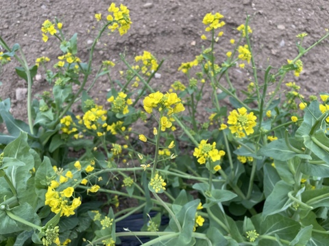 白菜の花 500g 天ぷらやおひたしに 栽培期間中農薬不使用 今が旬 訳あり