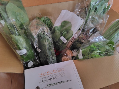 のらくら農場のちいさな畑セット【L】