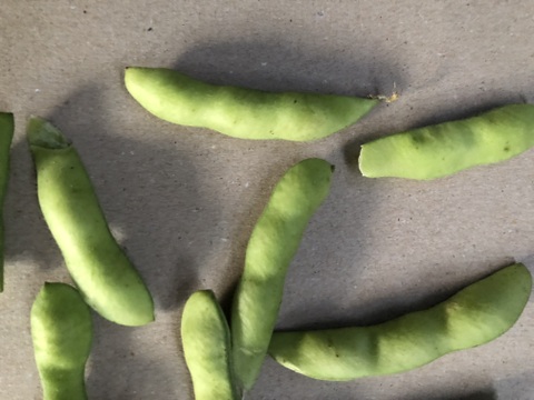 朝採りブランド枝豆のハネダシ！規格外品。捨てるには勿体無い。