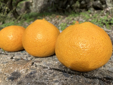 有田みかん・大きめ【9kg・ご家庭用】