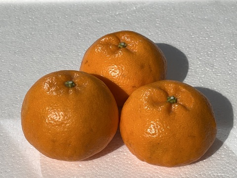 爽やかな甘みのはるみ　5キロ入