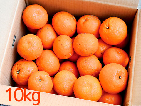 【ご注文受付中】伊予柑(いよかん)【贈答用(特選品)】10kg 314-2