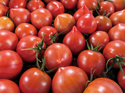 豊かな潤い！ルネッサンストマト「雫果（しずか）」（ご家庭用・3kg）