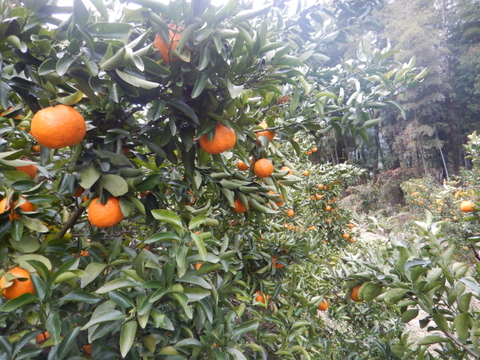 【甘さが濃～い！】びわ屋のポンカン「千々（ちぢ）ポンカン」　5㎏でお届け