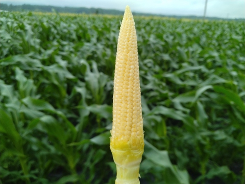 【八ヶ岳山麓茅野産】朝採り 新鮮な ヒゲ付 皮付🌽ヤングコーン🌽５０本🌽