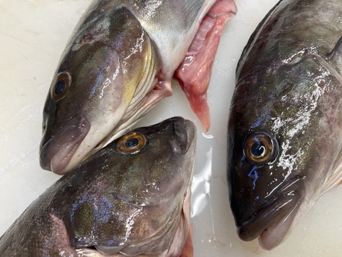 【刺身用】根ホッケ/特大/原体500~600g/3枚おろし/フィレ2枚【冷凍】