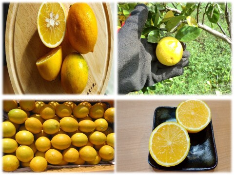 【期間限定】2種の柑橘セット　オレンジレモンと種なしカボス　農薬不使用