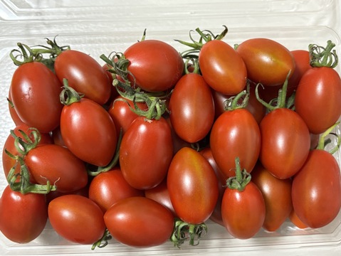 【お試し】朝どれ高糖度フルーツトマト（シュガープラム） 400g