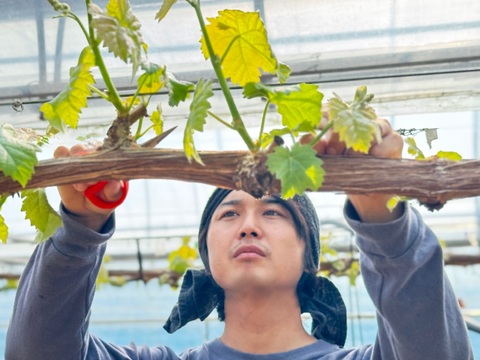 【即日発送4房限定！】1房詰1.1kg以上！超大粒大房富士の輝一房詰め　岡山県産 特秀ランク(熨斗対応可)