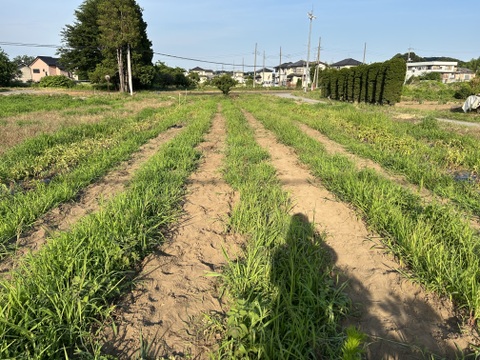 寄居発 採れたてじゃが芋メークイン5kg