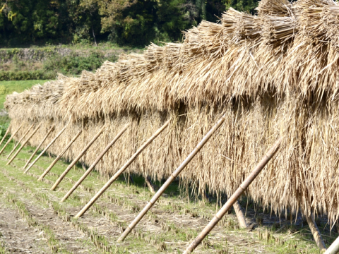 農薬不使用 天日掛け干し 玄米10kg 令和6年産 古米(ふるまい)