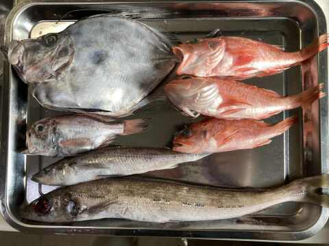 【魚ガチャ】欲張って2袋！何が入っているかわからない［未利用魚］おかず