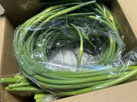 【有機JAS】にんにくの芽1kg