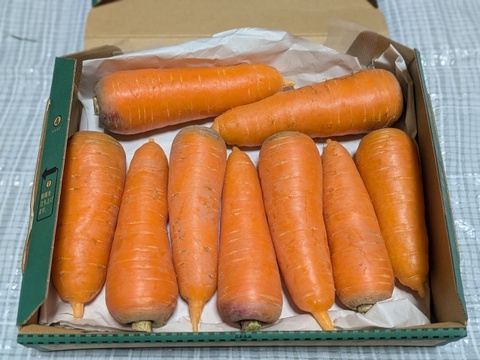 こだわり土壌で栽培した博多の冬ニンジン　約1.2kg  福岡産