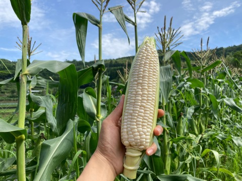 【16本セット】秋とうもろこし「雪やこんコーン」