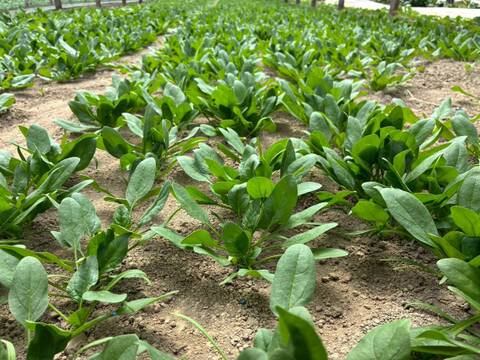 生でも美味しいほうれん草！ 栽培期間中 農薬 化学肥料 動物性堆肥不使用 1kg（小分け4パック）