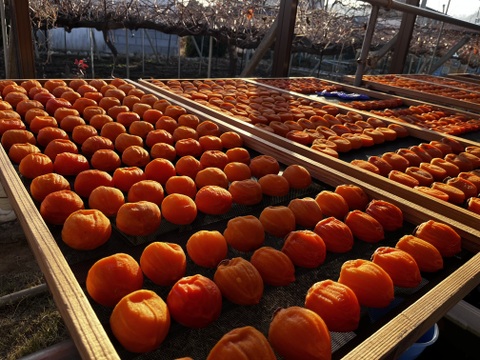 お得パック！甲州百匁柿『枯露柿』（ご家庭用・徳用　約５００ｇ）