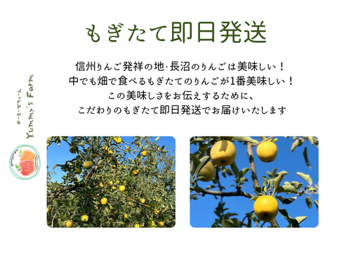 もぎたて 即日発送 りんご シナノゴールド 訳あり 家庭用 3kg 長野県産 信州りんご発祥の地 産地直送 除草剤不使用 人にやさしく環境にもやさしい