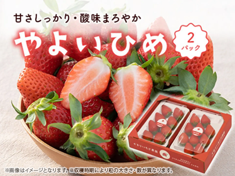 2パック｜とっても甘〜い大粒いちご！ぐんまが誇るやよいひめ！500g