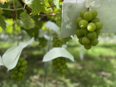 ぶどう3色食べ比べ🍇緑・黒・赤の豪華セット