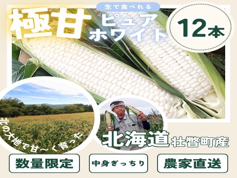 厳選品、ご自宅用にもご贈答用にも！　北海道産ピュアホワイト１２本（５㎏以上）