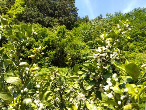 [クール冷蔵便]和歌山県橋本市産　最小限の消毒と除草剤未使用　ご家庭用みかん(約5キロ箱込)4cm大のサイズ多め