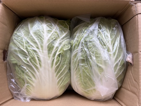 【新商品‼️白菜2玉入り‼️】白菜を箱いっぱいにしてお届け。