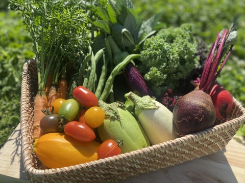 【栽培期間中：農薬不使用】季節の彩り野菜セット　Mサイズ