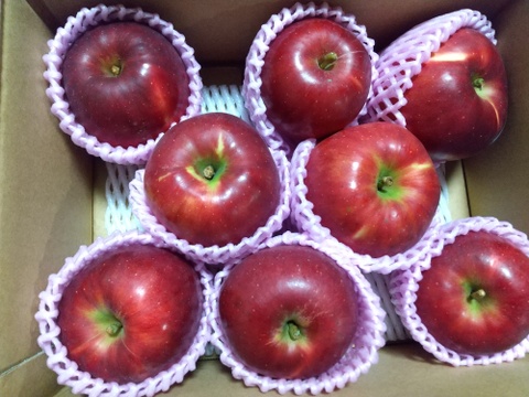 【りんごの予約】福島の林檎　紅玉2ｋｇ（8～12玉）　ギフト・贈答用【10月お届け】