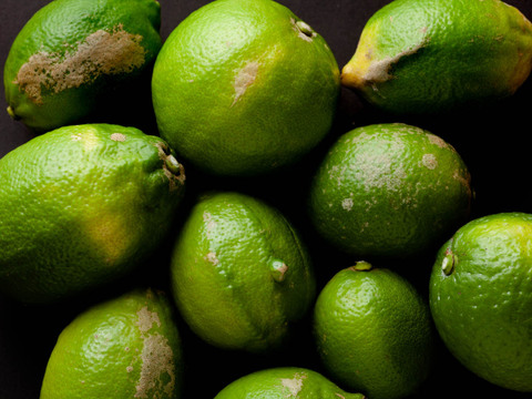 【広島県産】瀬戸田しまなみレモンC品(10kg) 栽培期間中農薬不使用