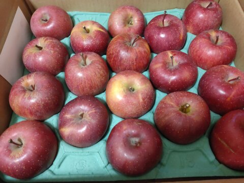 【家庭用&訳あり】りんごグランプリ2025最高金賞1位🎊 サンふじ 5キロ箱 家庭用&訳あり品 ID10622長野県 信州 安曇野 リンゴ 幻 幻のリンゴ 予約 希少 旬 甘い