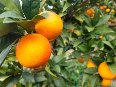 箱込約4.5㌔　愛媛県人黙って食べる美味しさ　まるでゼリーマドンナ