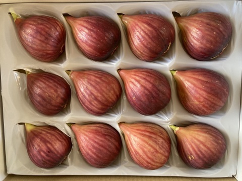 【期間限定9月末まで】もぎたて朝どり完熟いちじく