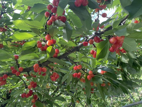 ★今シーズンラスト販売★朝どり★甘いパリパリ★大粒さくらんぼ★贈答規格★紅秀峰　2L　500g★贈り物にも！