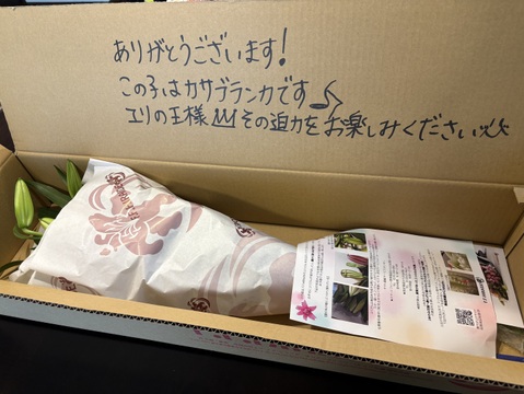 【母の月ギフト】■カサブランカ3本束■【簡易包装】次回は10月か11月になります。限定6束のみです！！
