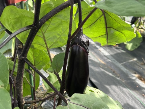 ☆有機JAS認証☆おまかせ野菜セット☆100サイズ箱詰め