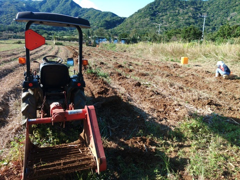 生　秋ウコン500ｇ